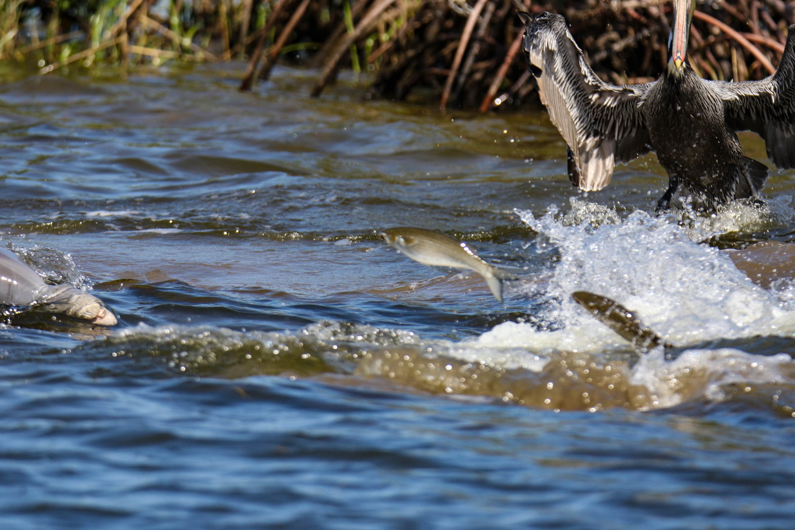 Dolphin Feeding Frenzy – Lx2 Unlimited